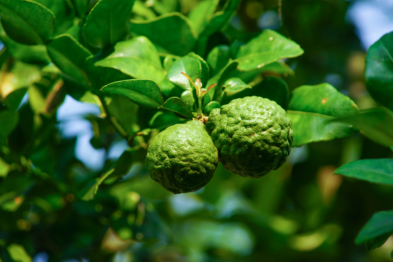 Bergamot as support for a variety of emotional issues